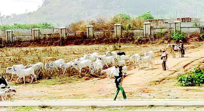 Revamp cattle routes across Nigeria, don urges Tinubu
