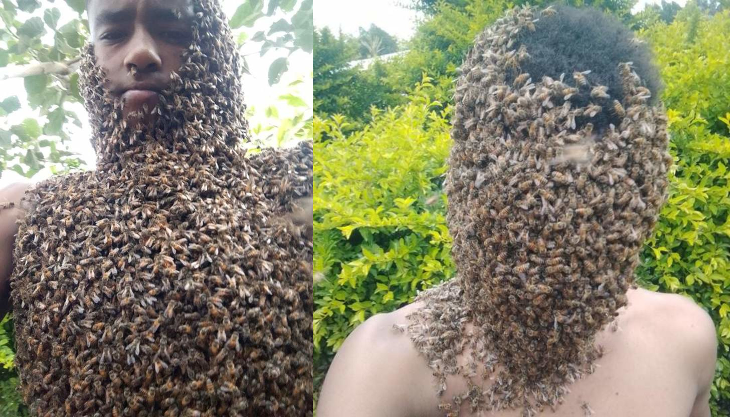 Man who speaks to honey bees, talks about his 'gift'